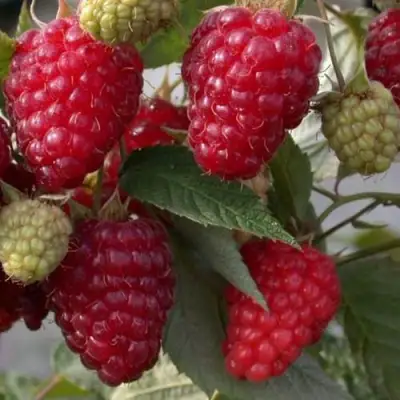 Малина ЭЛЕГАНТНАЯ в Барановичах