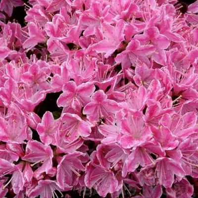 Азалия КЕРМЕСИНА РОУЗ японская в Барановичах