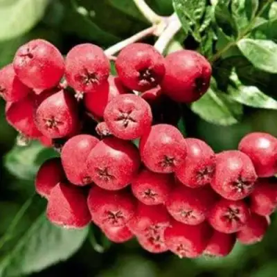 Рябина МОРАВСКАЯ сладкоплодная в Барановичах