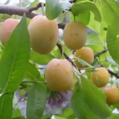 Слива УТРО в Барановичах