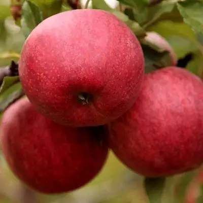 Яблоня ГАЛА ШНИГА в Барановичах