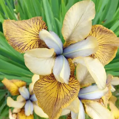 Ирис ФЛАЙИНГ ФИДДЛЗ сибирский в Барановичах