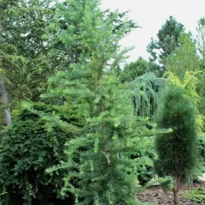 Лиственница КЕМПФЕРА в Барановичах