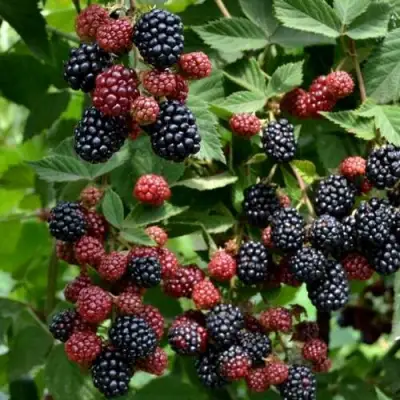 Ежевика РУБЕН ремонтантная  в Барановичах