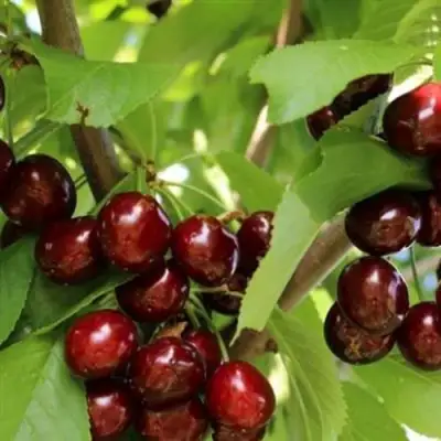 Черешня ИПУТЬ в Барановичах