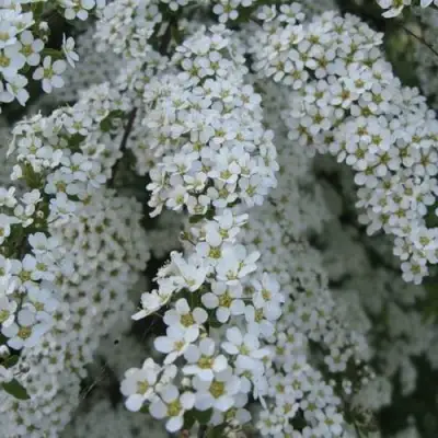 Спирея АРГУТА в Барановичах