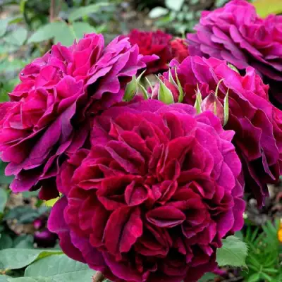 Роза МАНСТЕД ВУД английская в Барановичах