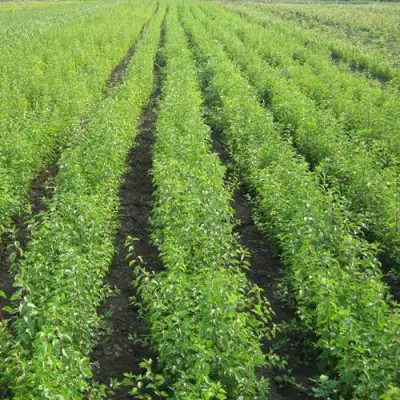 Подвой сливы ДИКАЯ АЛЫЧА в Барановичах