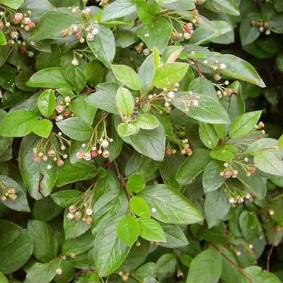 Кизильник блестящий в Барановичах