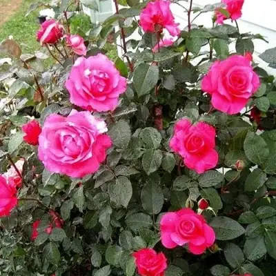 Роза МАЛИНОВЫЙ ЗВОН чайно-гибридная в Барановичах