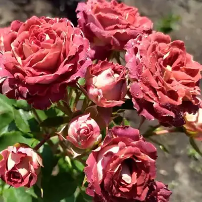 Роза ТИРАМИСУ спрей в Барановичах