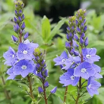 Вероника РОЯЛ БЛЮ большая в Барановичах