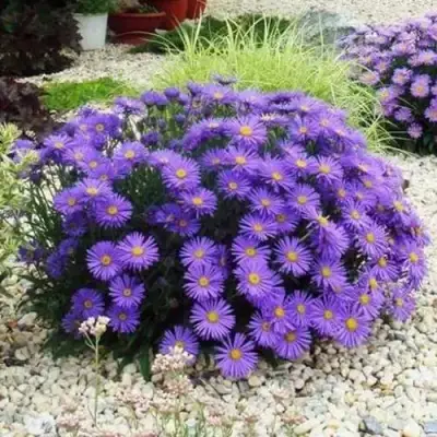 Астра ЛЕДИ ИН БЛЮ в Барановичах