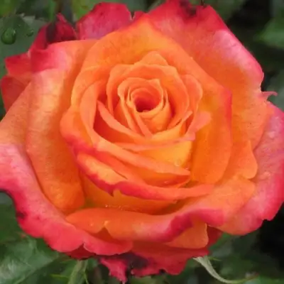 Роза ВАУ чайно-гибридная в Барановичах