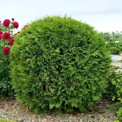 Туя ВУДВАРДИ западная в Барановичах