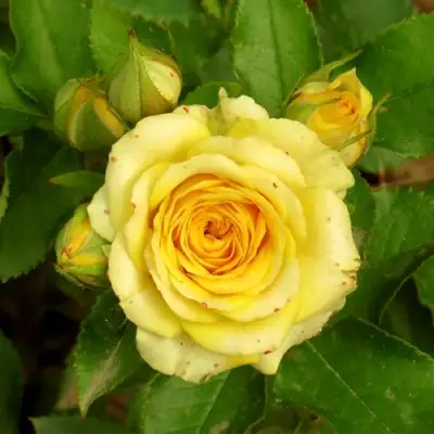 Роза САН СИТИ спрей в Барановичах