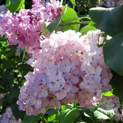 Сирень ГОРТЕНЗИЯ в Барановичах