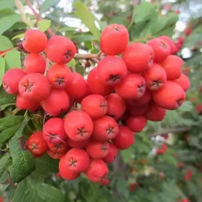 Рябина НЕВЕЖИНСКАЯ сладкоплодная в Барановичах