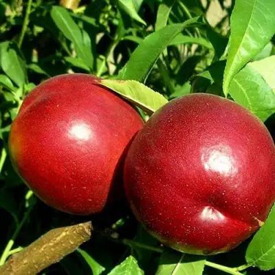 Нектарин НЕКТАРЕД-4 в Барановичах