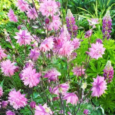 Аквилегия БАРЛОУ ПИНК гибрид МакКаны в Барановичах