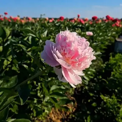 Пион ИМПЕРАТОРСКАЯ НАЛОЖНИЦА древовидный в Барановичах