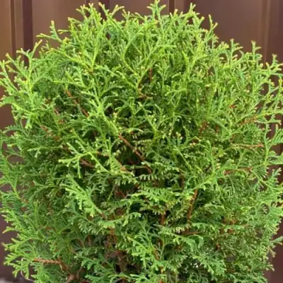 Туя ХОЗЕРИ западная в Барановичах