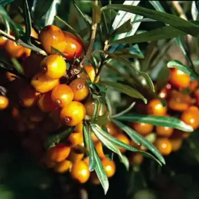 Облепиха ДАР КАЗАКОВУ в Барановичах