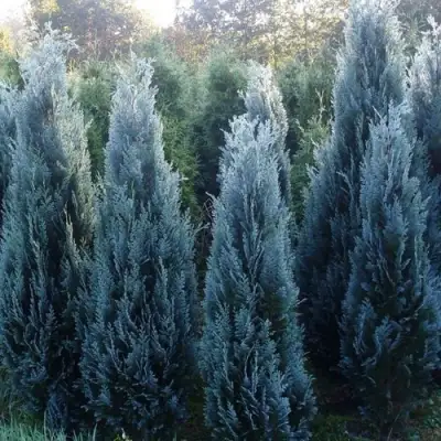 Кипарисовик ДАРТС БЛЮ РИББОН лавсона в Барановичах