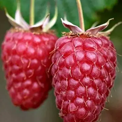 Малина РУБИНОВОЕ ОЖЕРЕЛЬЕ в Барановичах