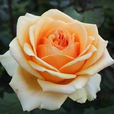 Роза ГЕЙША чайно-гибридная в Барановичах