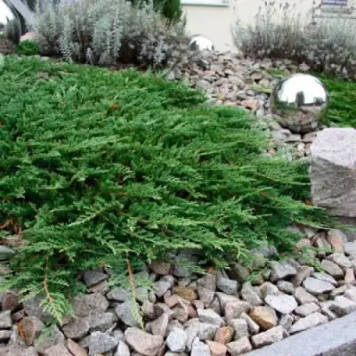 Можжевельник ПРИНЦ ОФ УЭЛЬС горизонтальный в Барановичах