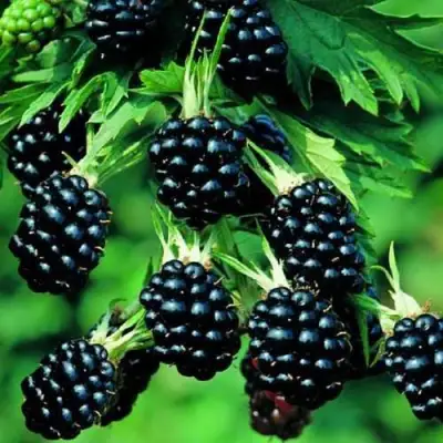 Ежевика КИТАНИНИ бесшипная  в Барановичах