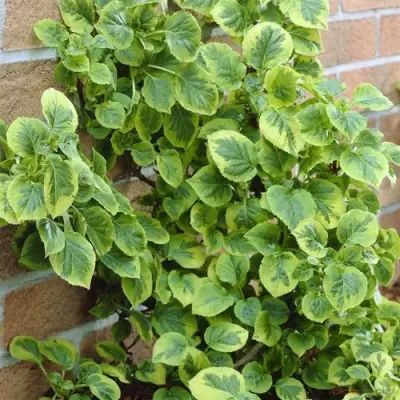 Гортензия МИРАНДА черешковая в Барановичах