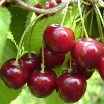 Вишня ХАРИТОНОВСКАЯ в Барановичах