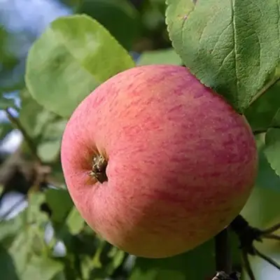 Яблоня МЕЛБА в Барановичах