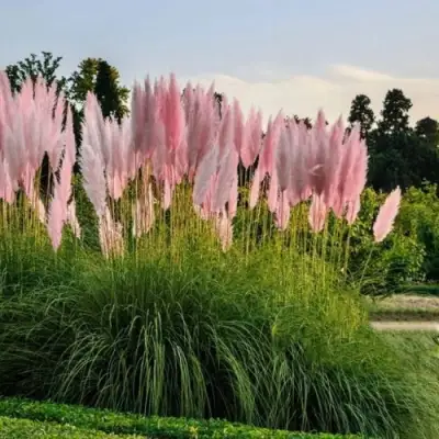 Кортадерия розовая (пампасная трава) в Барановичах