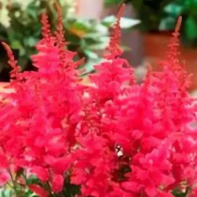 Астильба ЮНИК КАРМИН гибридная в Барановичах