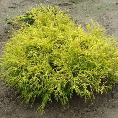 Кипарисовик ГОЛДЕН МОП горохоплодный в Барановичах