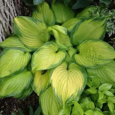 Хоста СТЕЙНД ГЛАСС гибридная в Барановичах