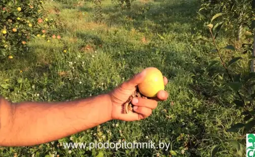 Превью видео