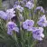 Ирис ИМПЕРИАЛ ОПАЛ сибирский в Барановичах