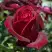 Роза ПАПА МЕЙЯН чайно-гибридная в Барановичах
