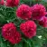 Пион БЕЛГРАВИЯ травянистый в Барановичах
