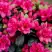Азалия КАНЗОНЕТТА японская в Барановичах