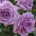 Роза ЛАВ СОНГ флорибунда в Барановичах