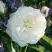 Роза АЛАБАСТЕР флорибунда в Барановичах