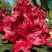 Рододендрон МАТАДОР в Барановичах