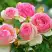 Роза ПЬЕР ДЕ РОНСАР плетистая в Барановичах