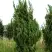 Можжевельник КАЙЗУКА китайский в Барановичах