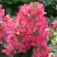 Гортензия МЕГА МИНДИ метельчатая в Барановичах